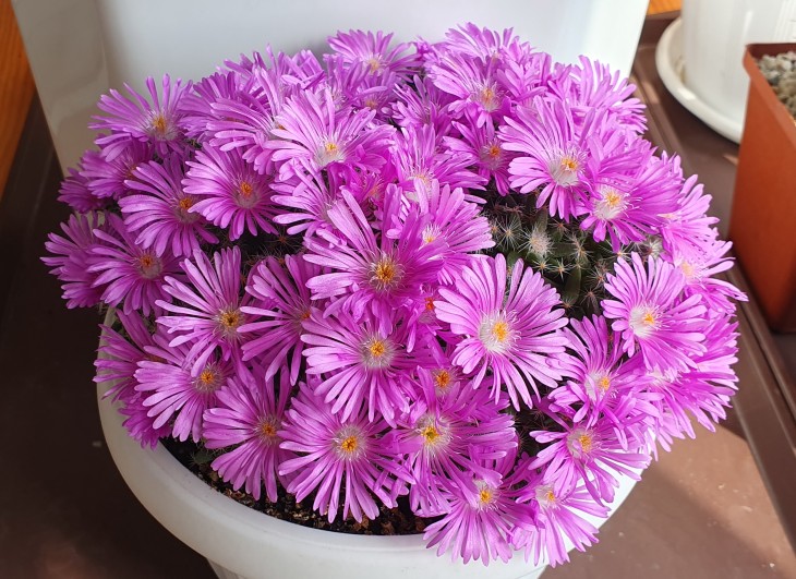 Trichodiadema densum_220325.jpg