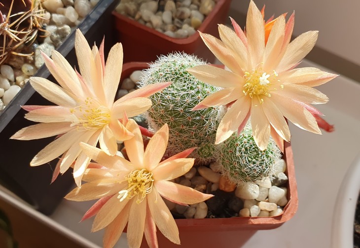 Rebutia cv Sun Rise_200425_1.jpg