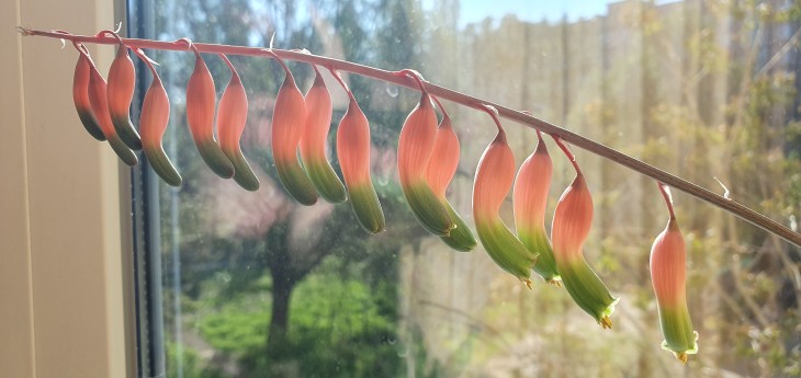 Gasteria batesiana Barberton_280425.jpg