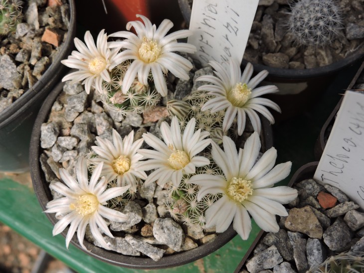 Porfiria schwarzii