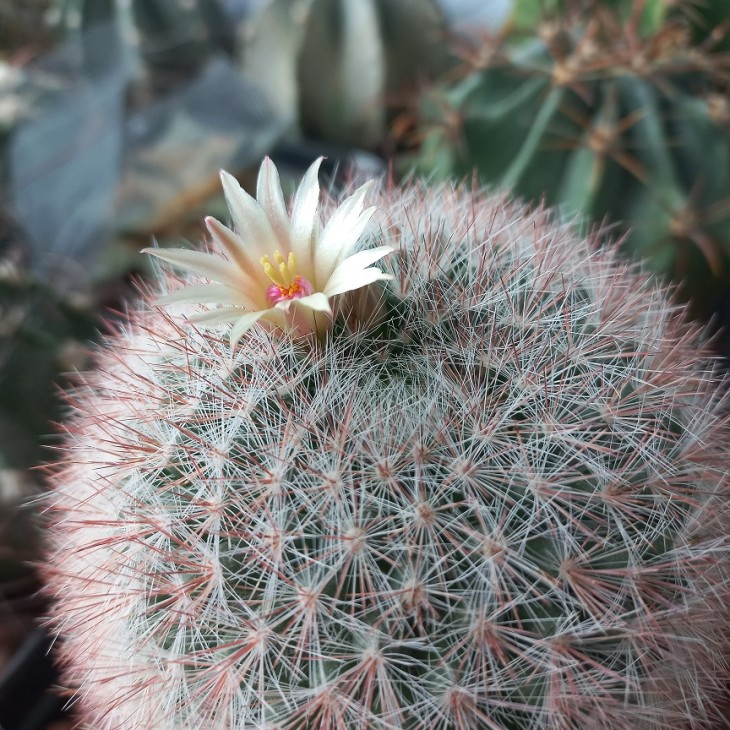 M. candida