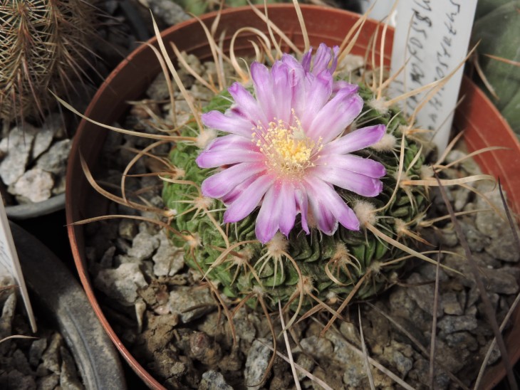 Echinofossulocactus multicostatus SB 1147