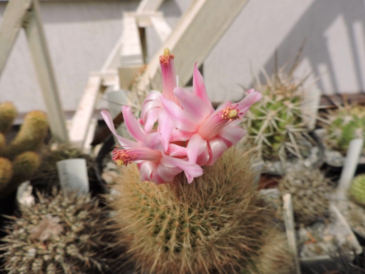 Submatucana roseo alba