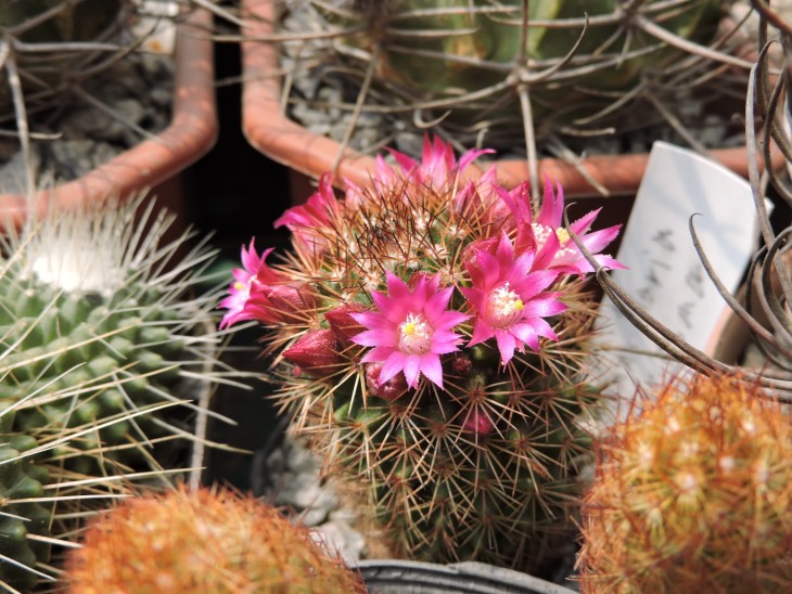 Mammillaria spinosissima