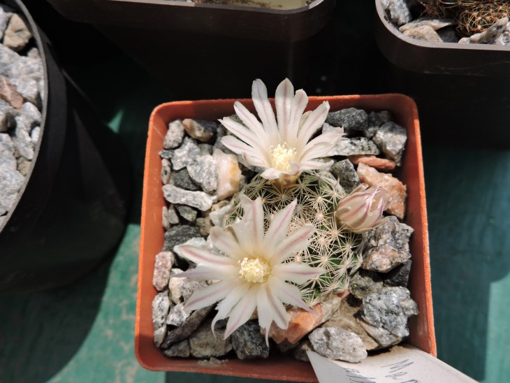 Mammillaria albiarmata