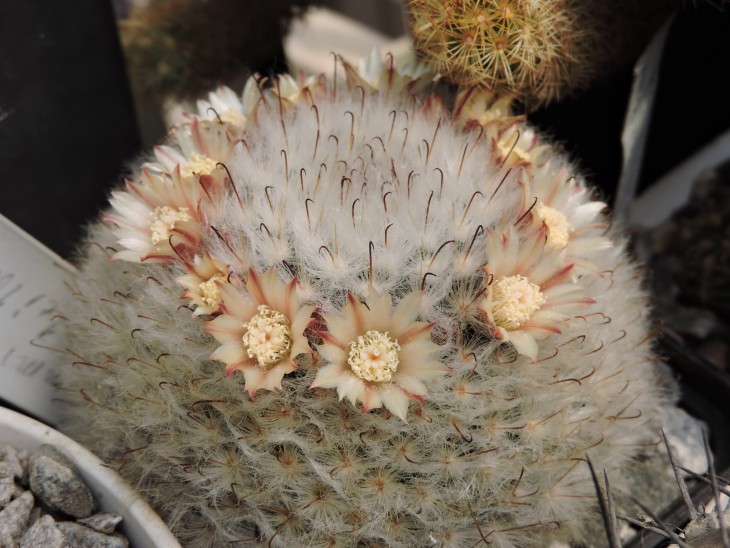 Mammillaria bocasana v. multilanata