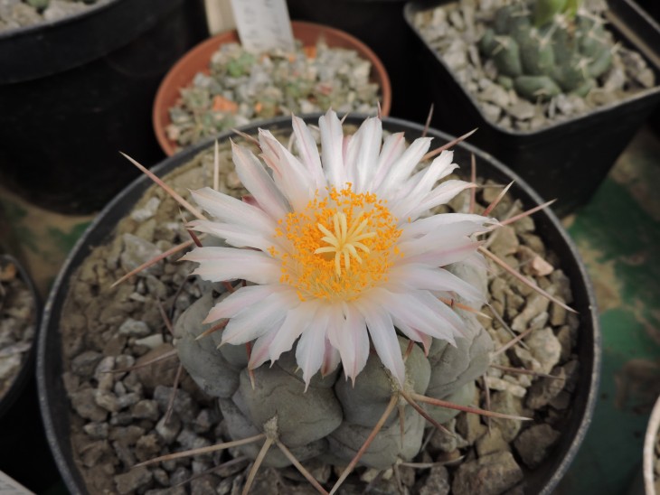 Thelocactus hexaedrophorus
