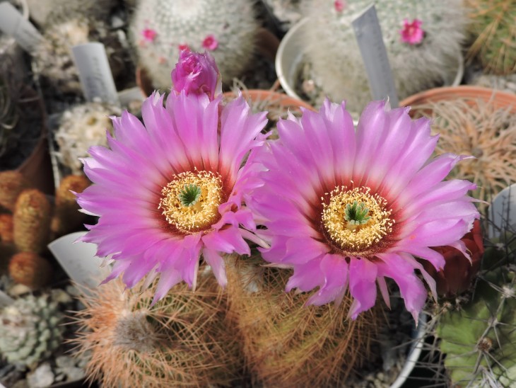 Echinocereus baileyi
