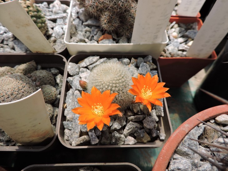 Aylostera muscula