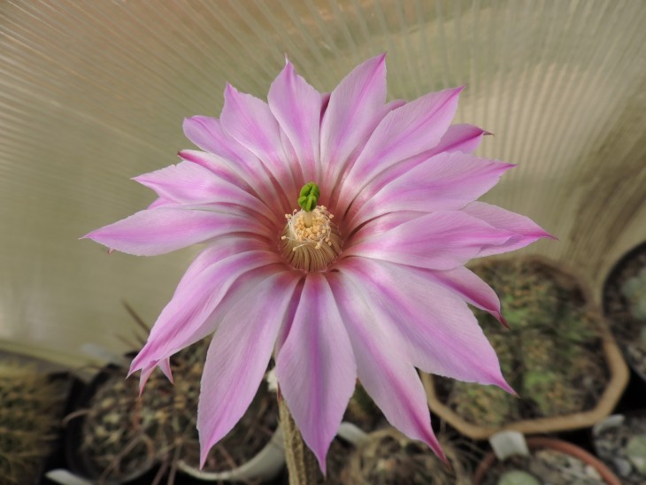 Wilcoxia poselgeri