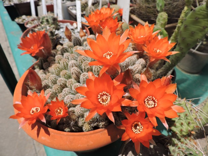 Chamaecereus silvestrii