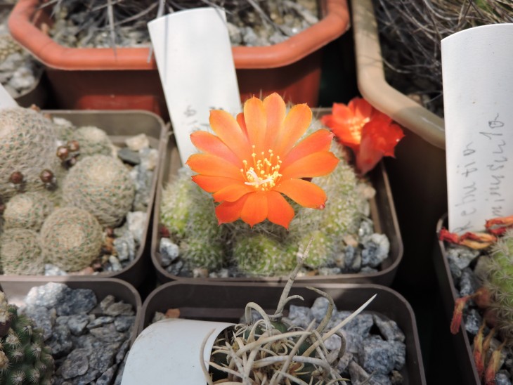 Rebutia senilis