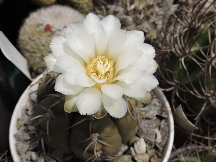 Gymnocalycium artigas