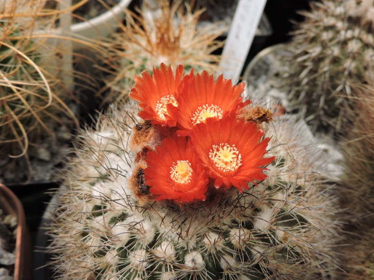 Parodia uhligiana