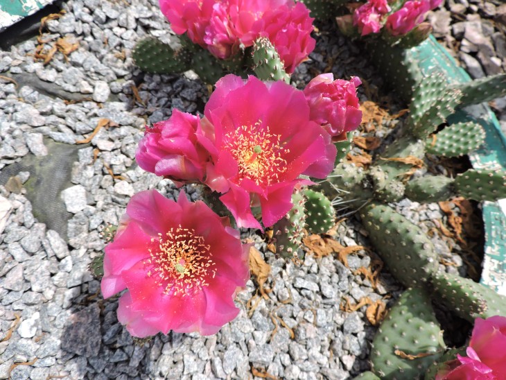 Opuntia fragilis cv. freiberg