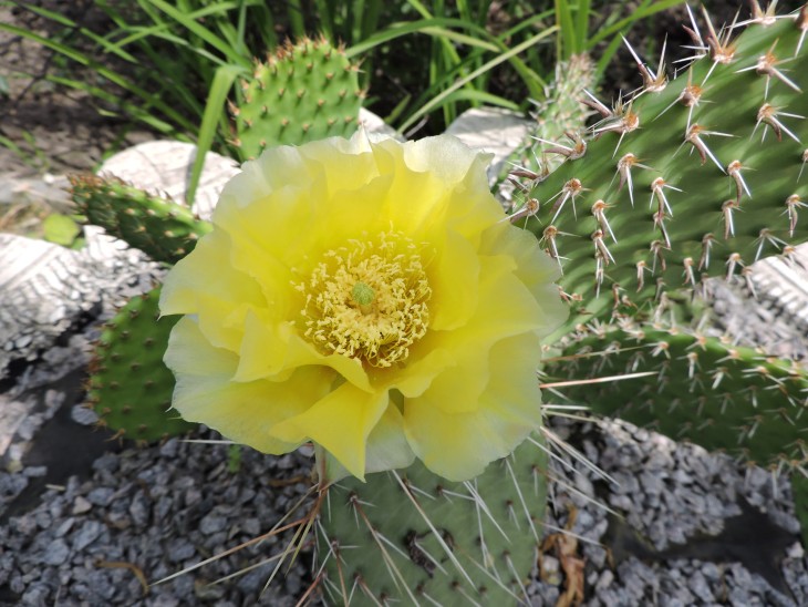 Opuntia phaeacantha
