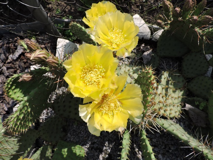 Opuntia camanchica