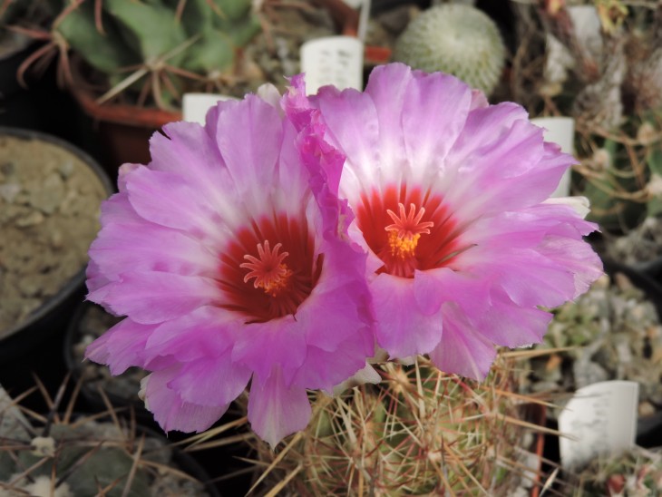 Thelocactus bicolor