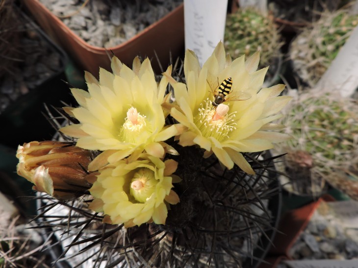 Pyrrhocactus nigricans