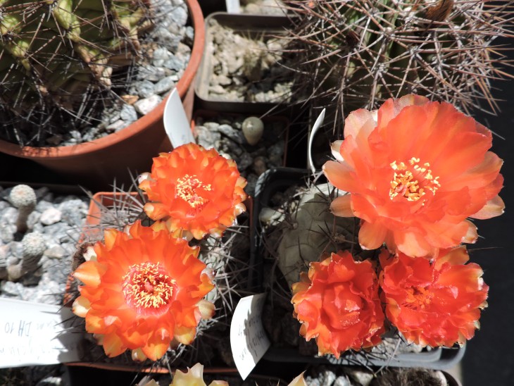 Acanthocalycium munitum DH10