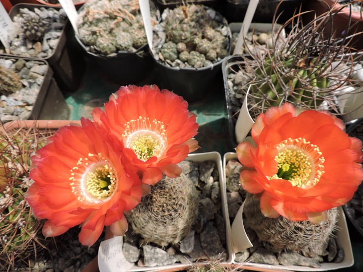 Lobivia haematantha v. rebutioides