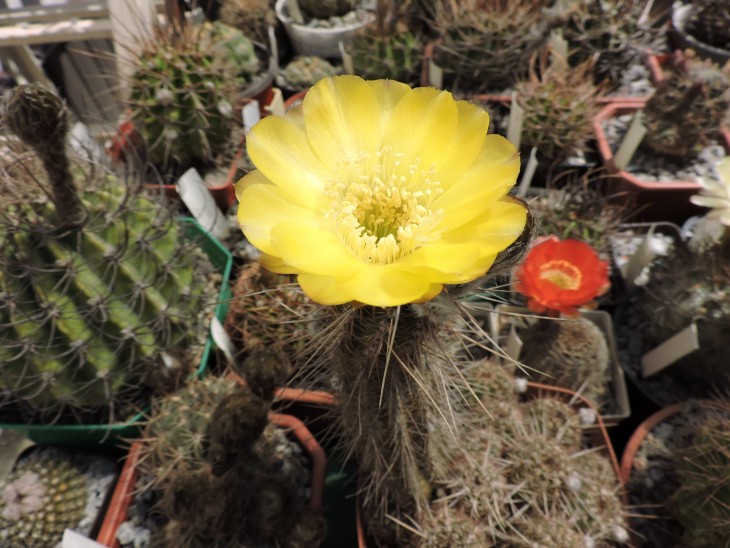 Lobivia shaferi aff