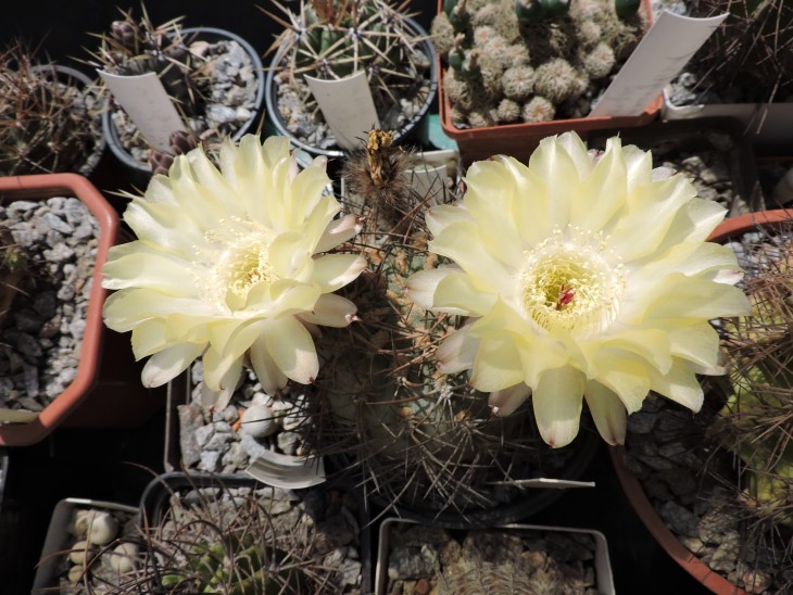 Acanthocalycium thionanthum
