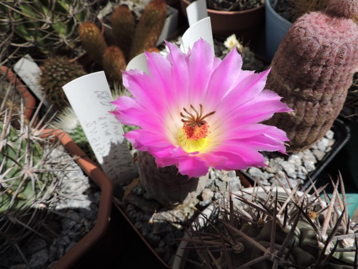 Echinocereus rigidissimus v. rubrispinus L 088