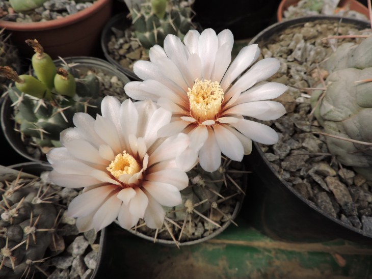 Gymnocalycium borthii LB 295