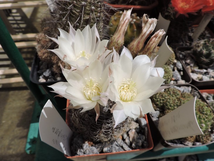 Pseudolobivia ancistrophora