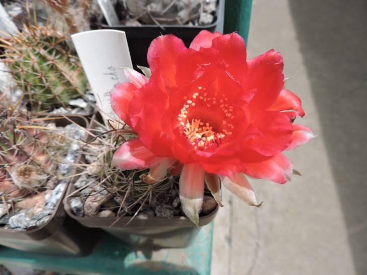 Lobivia haematantha ZJ 229