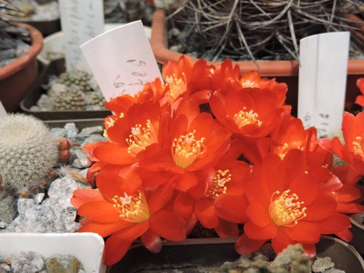 Rebutia solisioides