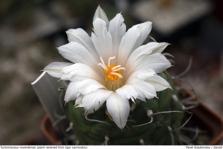 turbinicarpus rioverdensis.jpg