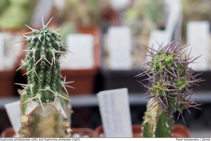 euphorbia phillipsioides and phillipsiae.jpg