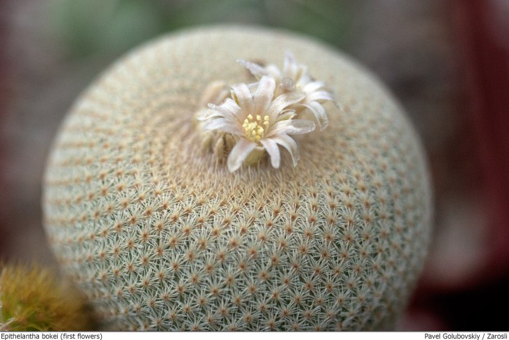 epithelantha bokei.jpg