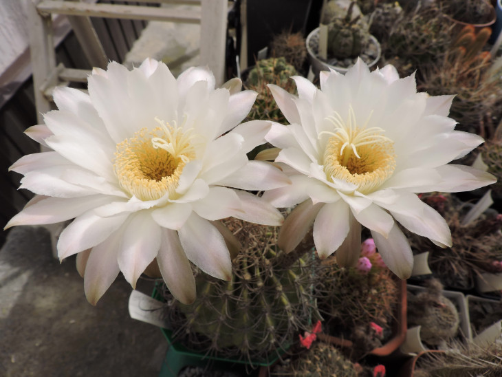 Echinopsis sp Sierra Villicum