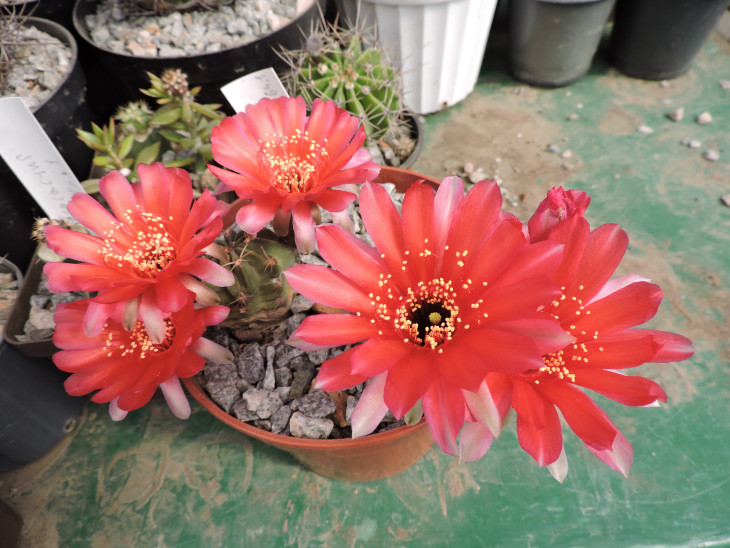 Lobivia pugionacantha v salitrensis TB 64.1