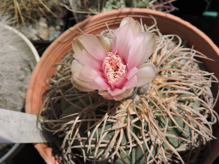 Gymnocalycium spegazzinii v horizonthalonius