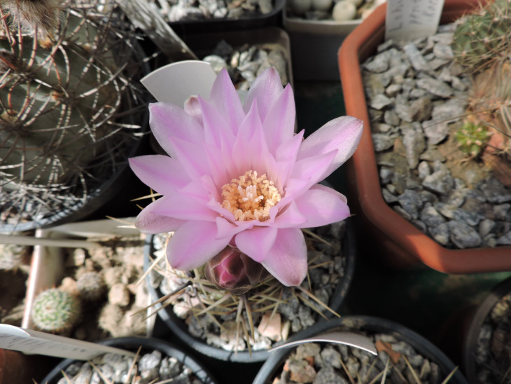 Gymnocalycium achirasense