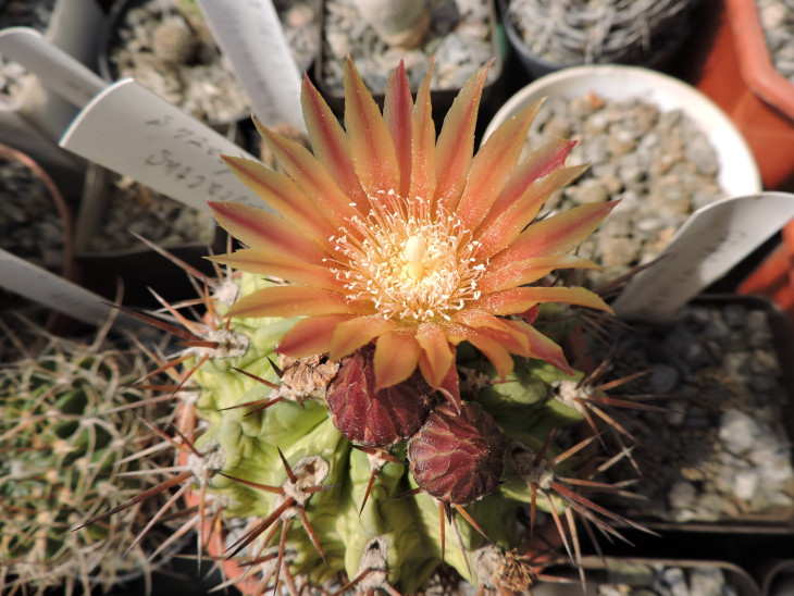 Horridocactus tuberisulcatus