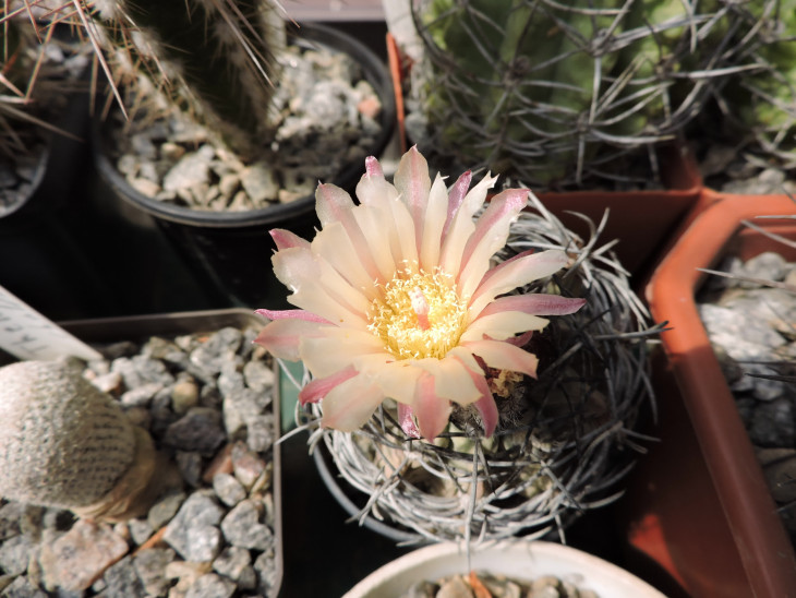 Neochilenia paucicostata