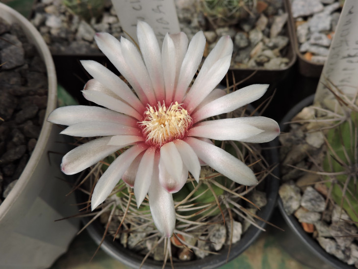 Gymnocalycium valnicekianum