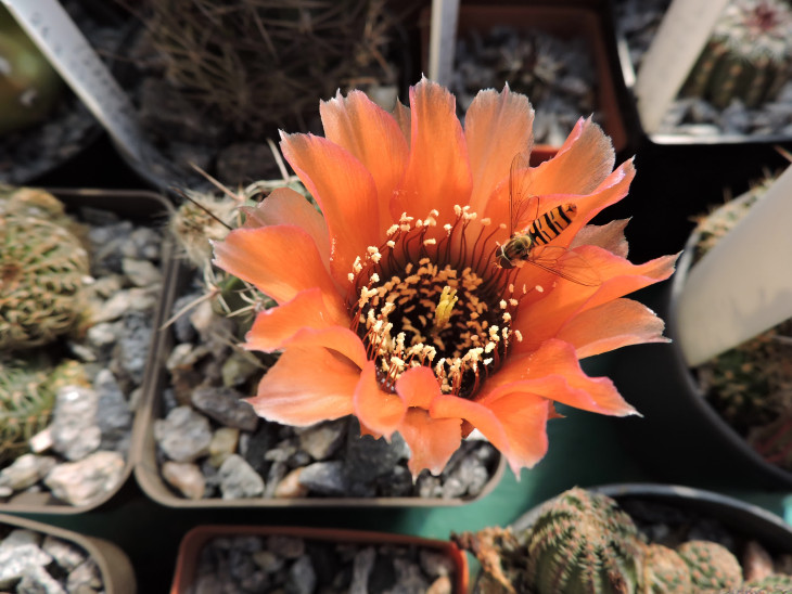 DSCN8809.jpg