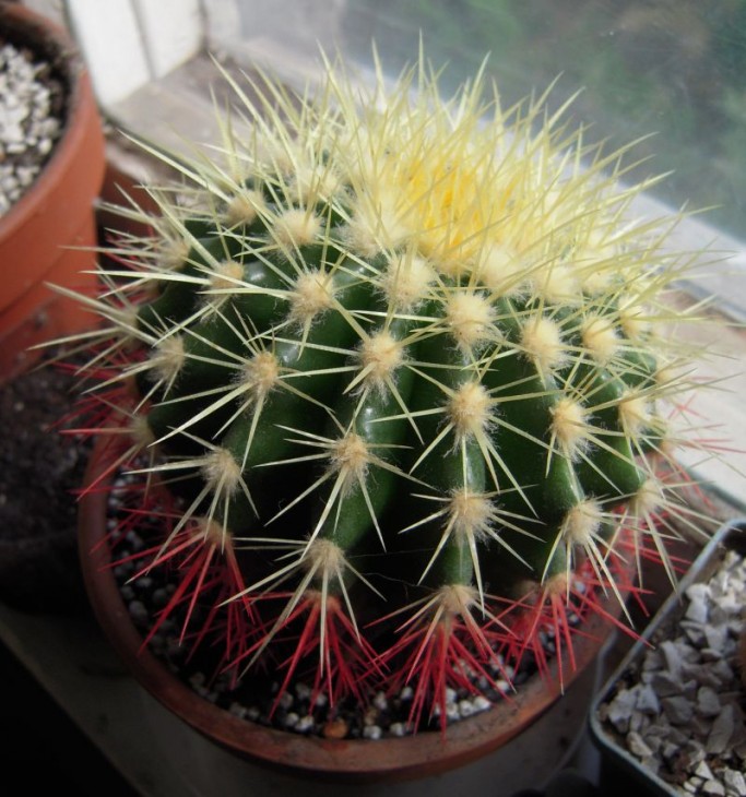 cactus 1.jpg