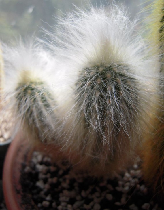 cactus 2.jpg