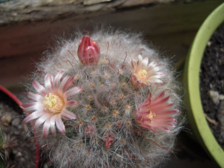 cactus3.jpg
