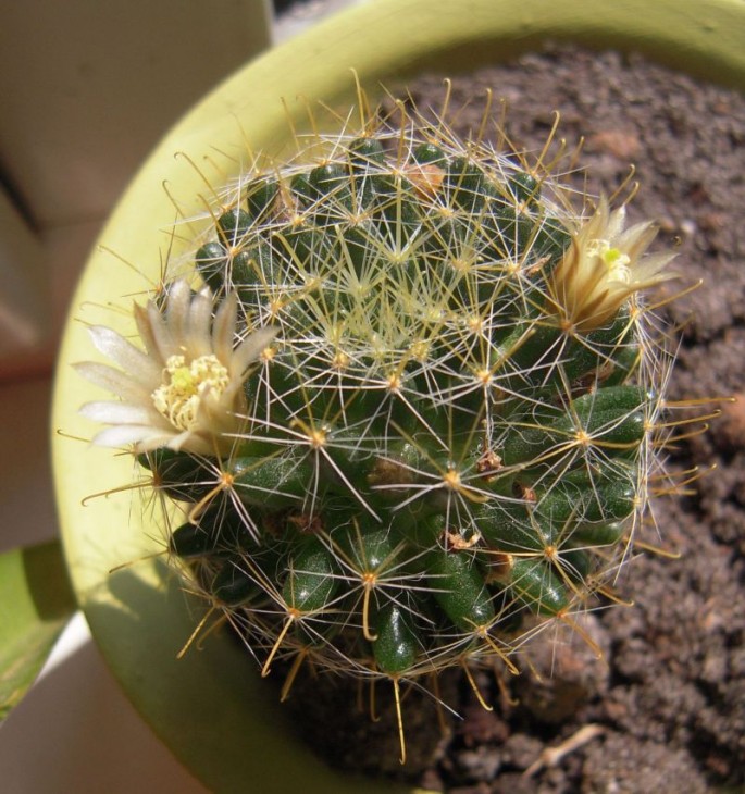 cactus4.jpg