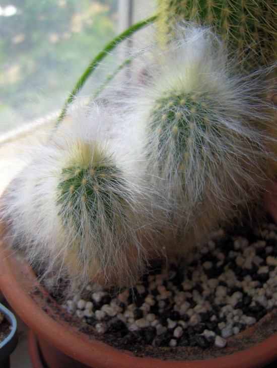 cactus8.jpg
