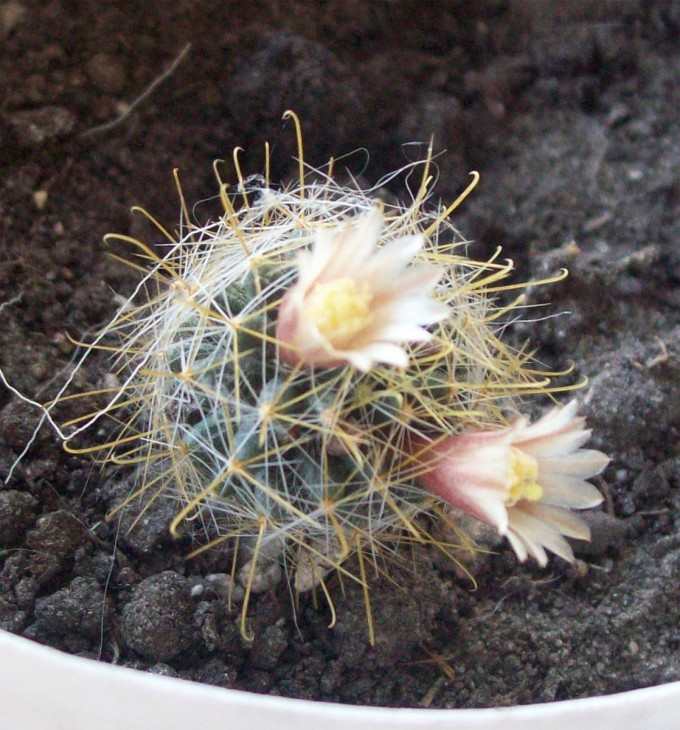 mamilaria2.jpg