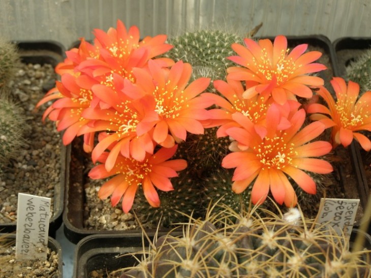 Rebutia senilis (768 x 576).jpg